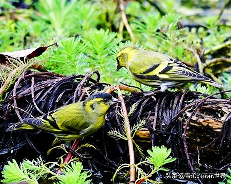 粗暴简单的训鸟方法,最野蛮的招数