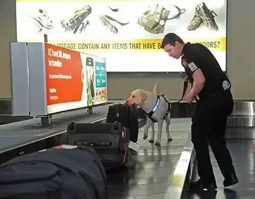 去新西兰哪些东西不能带入境,去新西兰有什么不能带的东西