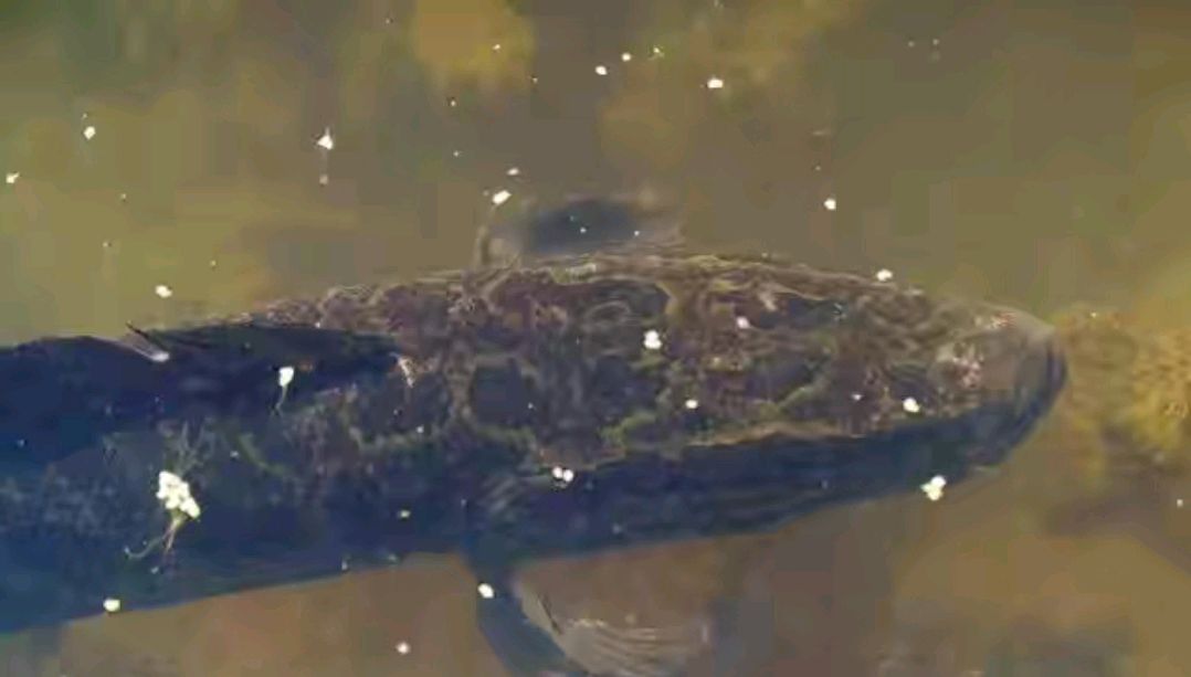 黑鱼有多危险,黑鱼为什么会保护自己的孩子