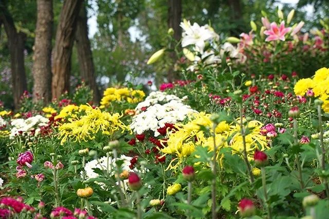 大连重阳节旅游攻略,大连九月秋游攻略