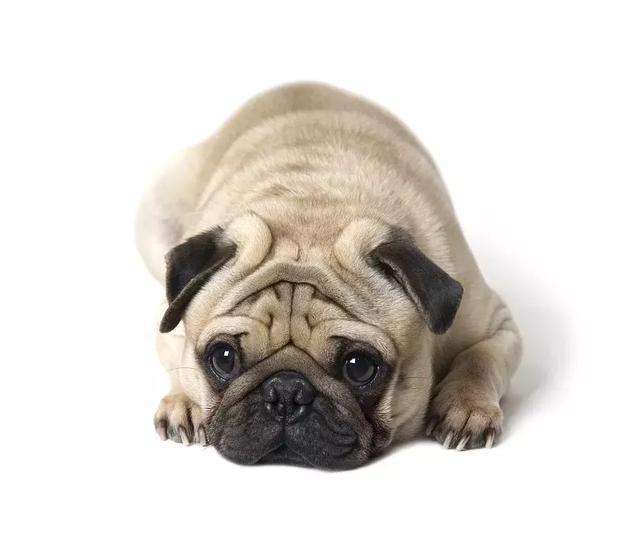 想要养狗,十大不建议穷人养的狗小鹿犬