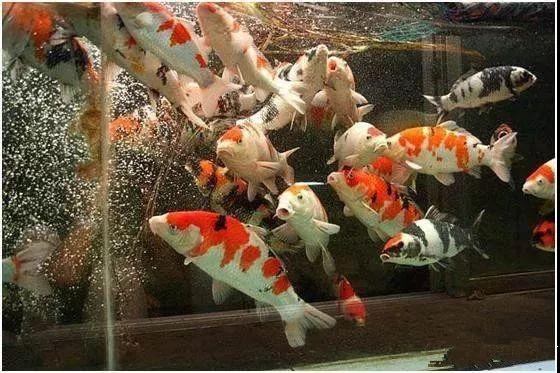 小鱼缸都适合养什么,小鱼缸都适合养啥