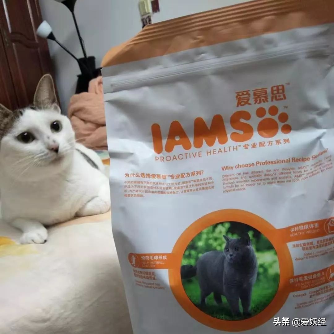 铲屎官减肥瘦身,吐毛球的铲屎官