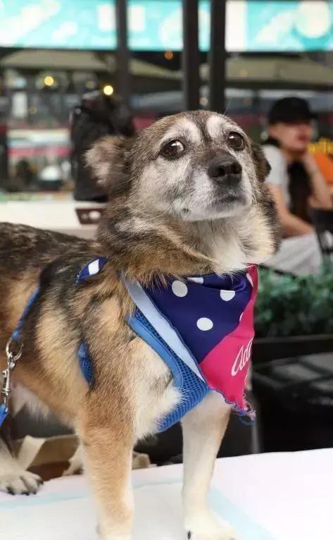 给它们一个家|线上宠物领养日,201903101