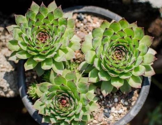 多肉如何养不褪色的方法,多肉养得褪色了怎么回事