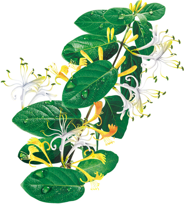 每日中草药,中药金银花主治功效