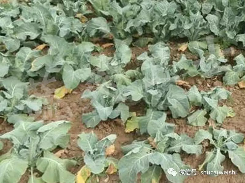 十字花科蔬菜容易发生根肿病,十字花科蔬菜根肿了怎么办