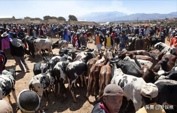 马达加斯加真土豪，红木多得像白菜，做米缸要用紫檀木