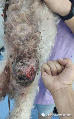 拳头大小的肿瘤可能是良性的吗,肿瘤长得越来越大就是癌症晚期吗