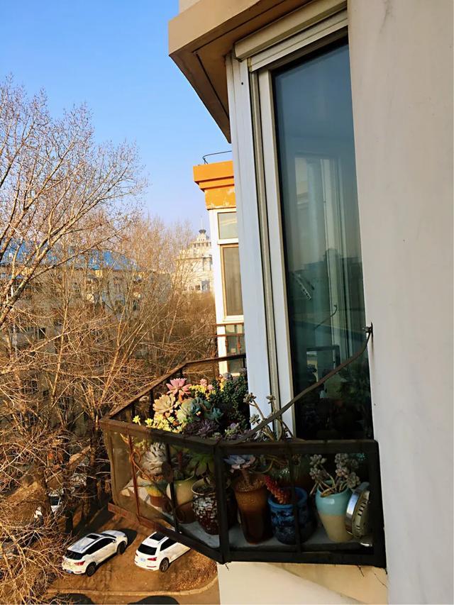 多肉是如何上色的,多肉怎么上色快又好看的绝招