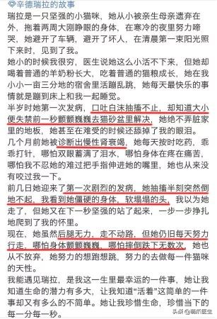 你见过猫咪的眼睛吗,你见过猫咪这种眼神吗