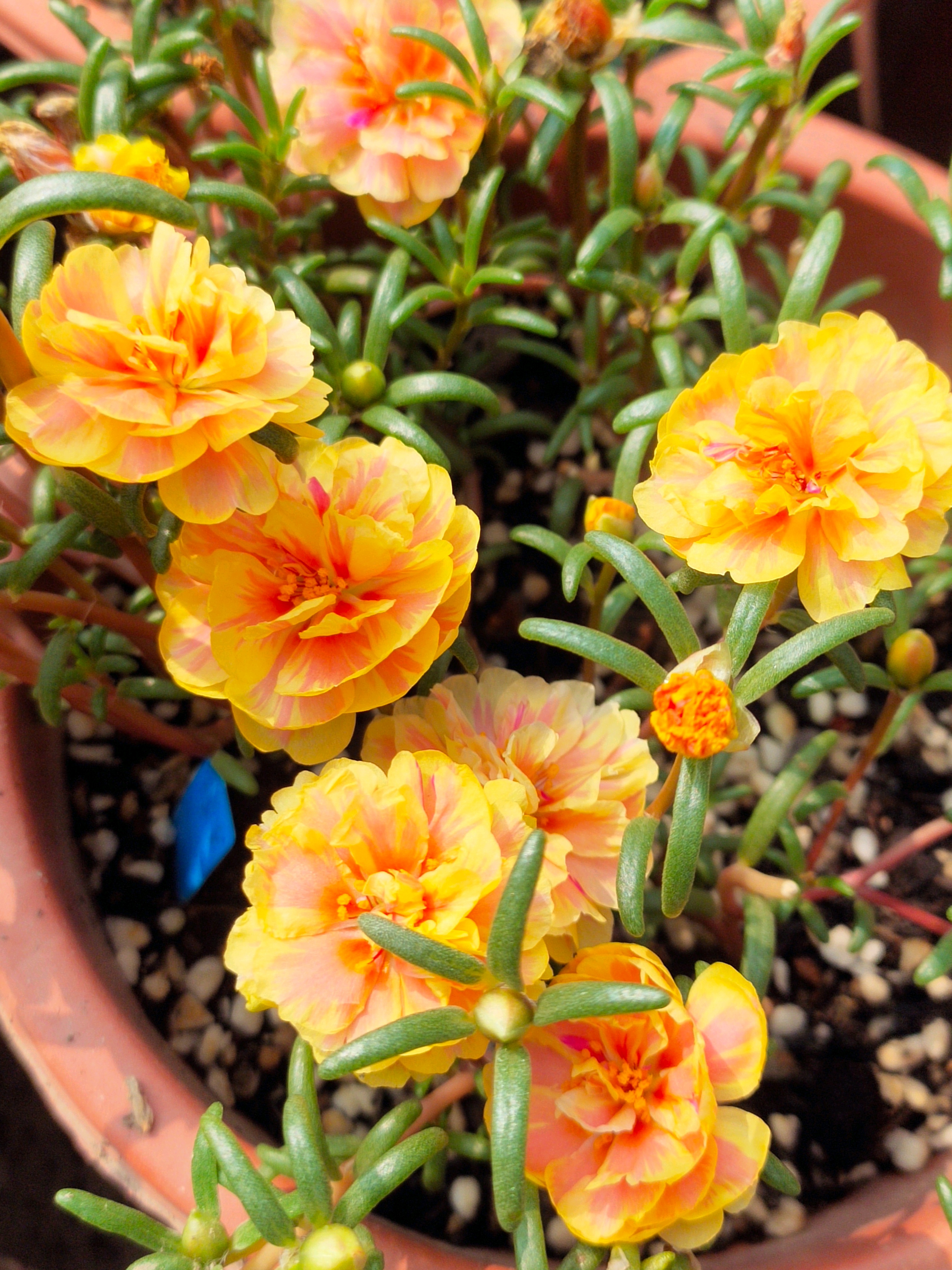 夏季养花，养棵“橙芙蓉”试试，天气越热，花开越美，三季能赏花