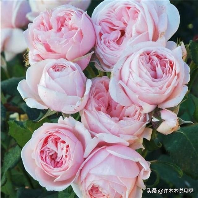 不耐晒的月季夏天怎么办,盆栽月季严重晒伤脱水怎么救