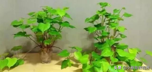 吃完的水果不要扔试试在家就能种,吃完的水果种子