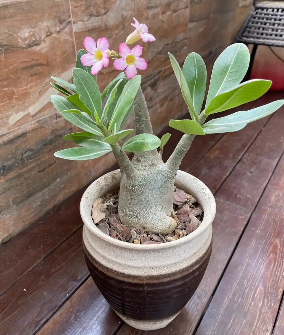 100种最毒的毒花,20种有毒的大毒花