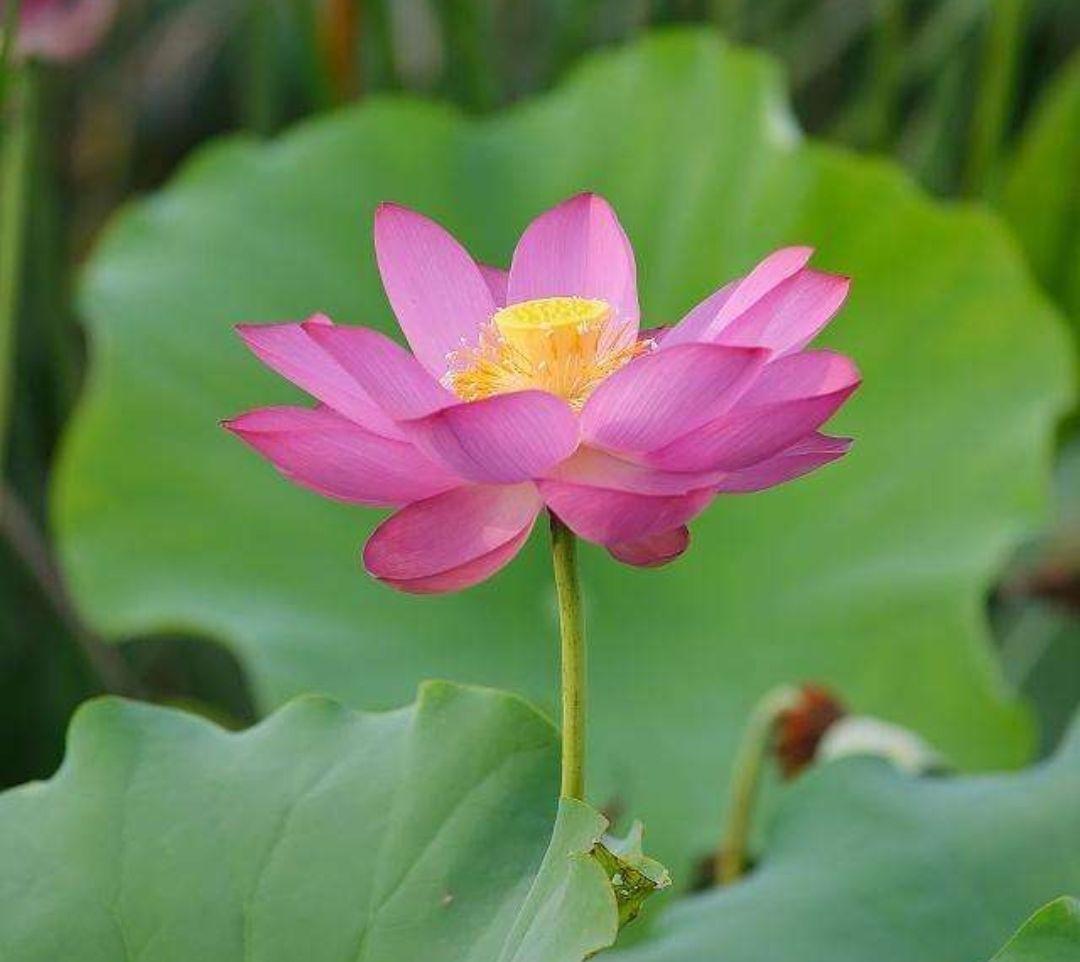 水芙蓉与荷花的区别,水芙蓉是荷花吗