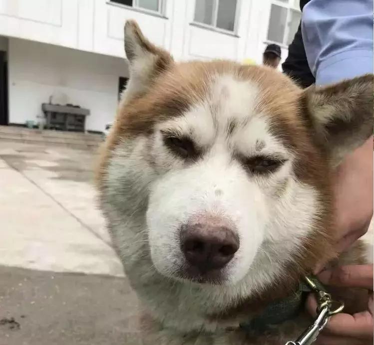 还没看《神奇动物在哪里》？没关系，你错过的神奇动物都在这里