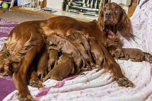 铲屎官帮狗狗接生，当全部接生完时，整个人都不淡定了