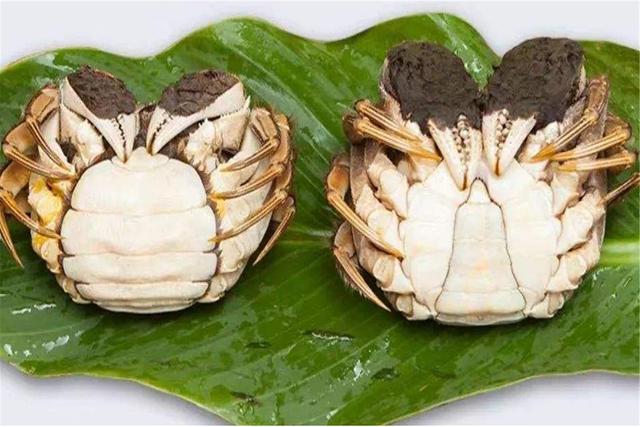 教您几招挑选螃蟹的妙招,怎么选螃蟹的正确方法和技巧