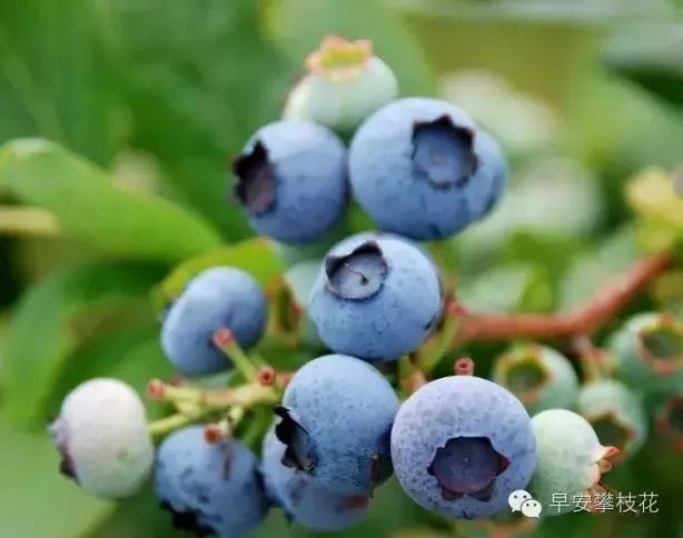 攀枝花哪种水果好吃 (攀枝花两种美味水果)