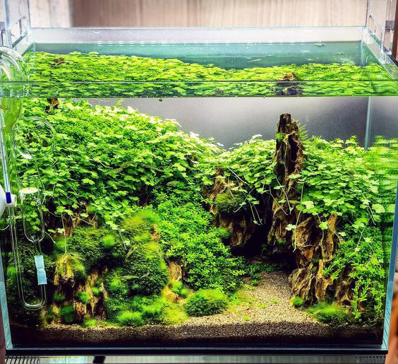 鱼缸藻类有什么用,鱼缸藻类有哪些