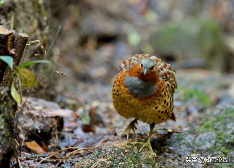 空房间种植或养殖什么赚钱销路好,农村养殖什么鸭赚钱快不愁销路