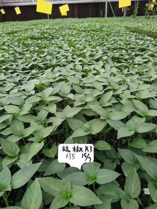 武汉抗击新冠肺炎全过程,台湾报道武汉抗击肺炎