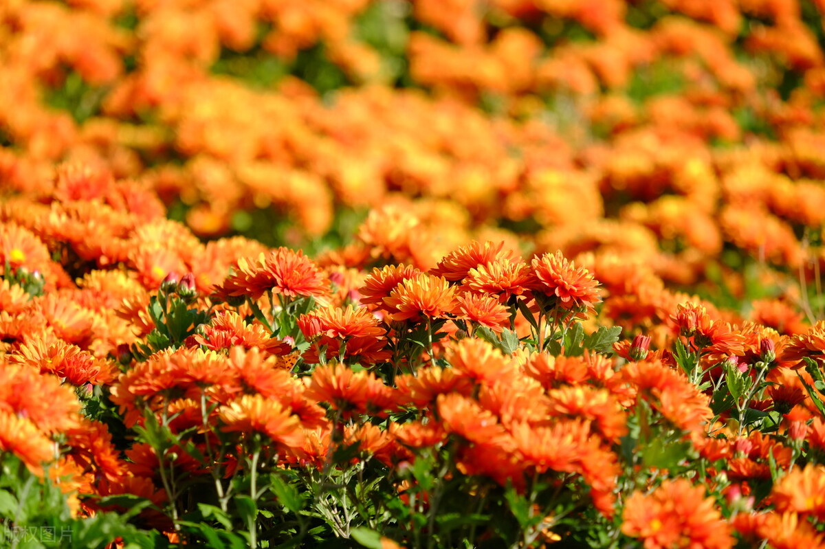 重阳节赏菊花的介绍,赏菊打卡好去处