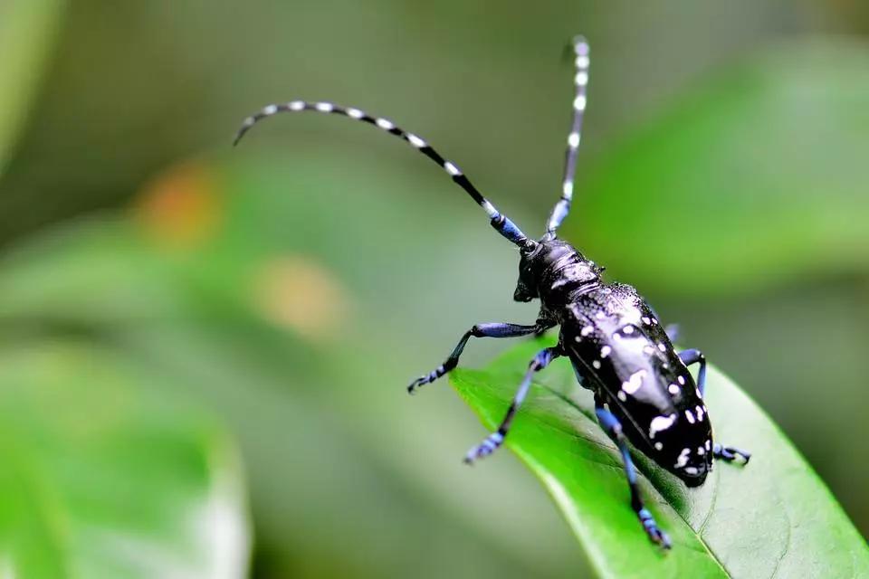 樱桃虫害防治绝招,樱桃虫害防治