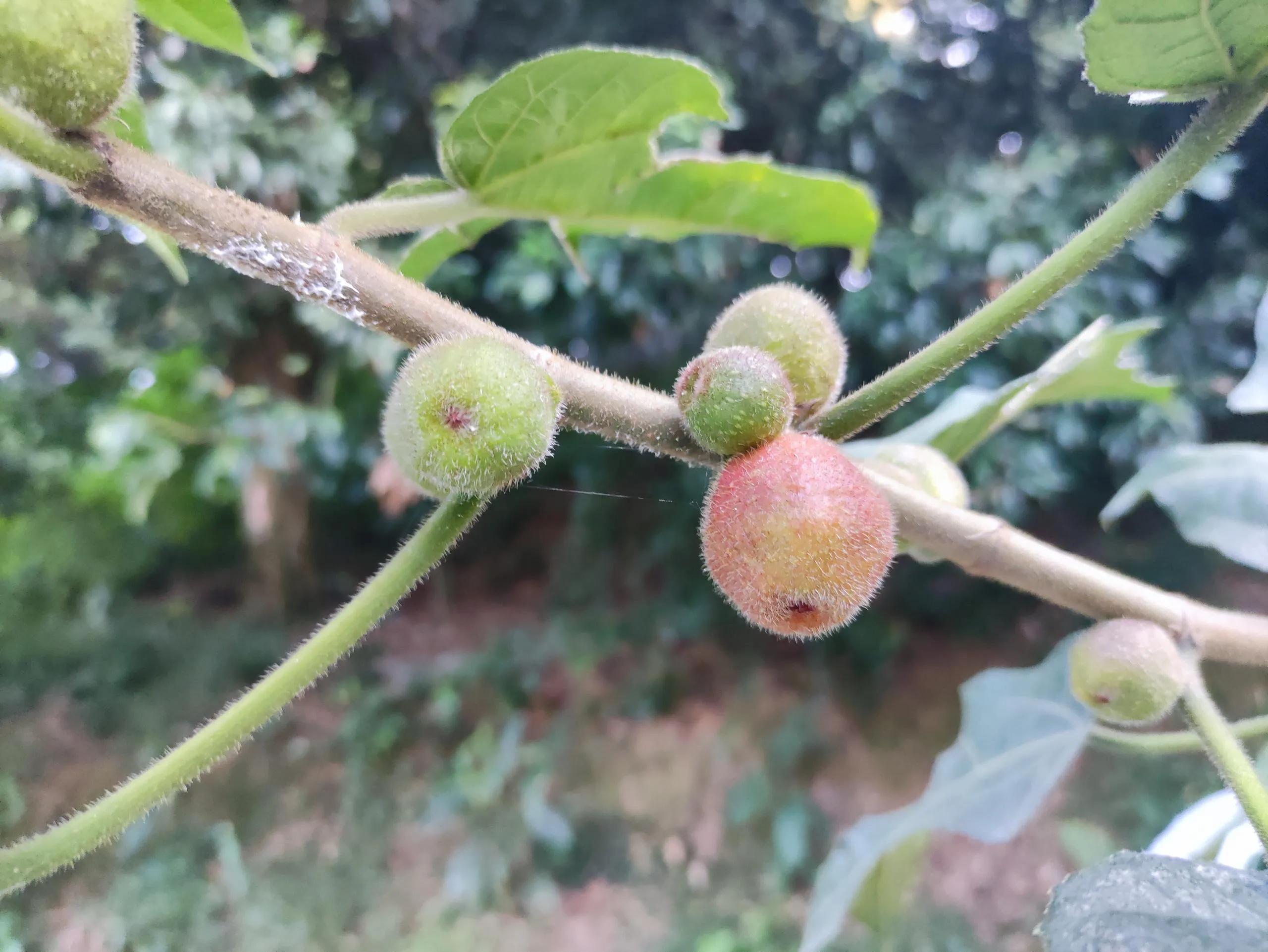 娣卞北鑰佹灄閲庤彍妞嶇墿,鍘诲璁垮北闂寸殑閲庣敓鏈崏妞嶇墿