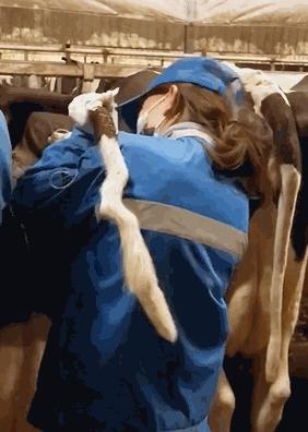 给母猪保健用什么中药最好,给母猪做产后护理