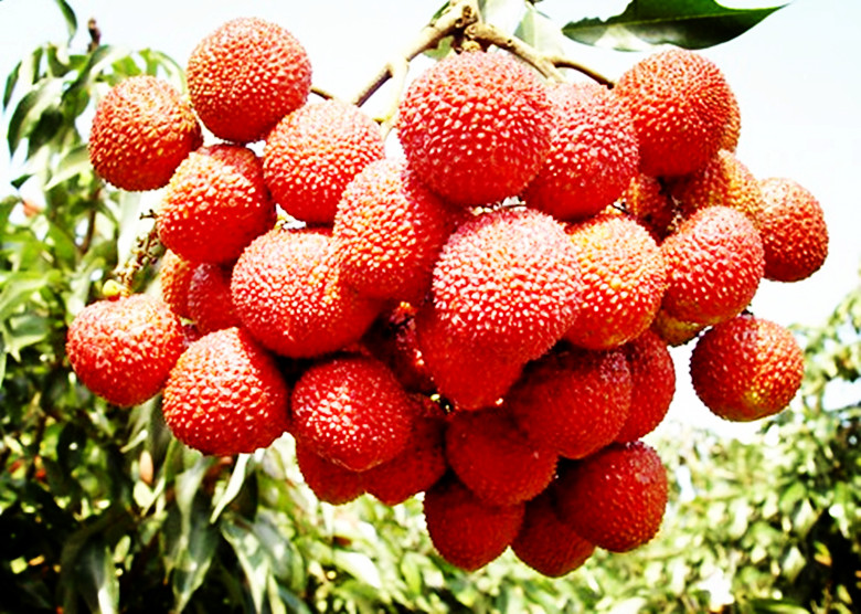 冰冻冬天可以吃的水果,最适合冻起来吃的几款水果