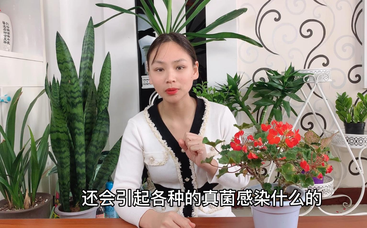 花的根部有白霉菌怎么办,花长霉菌了怎么办小妙招