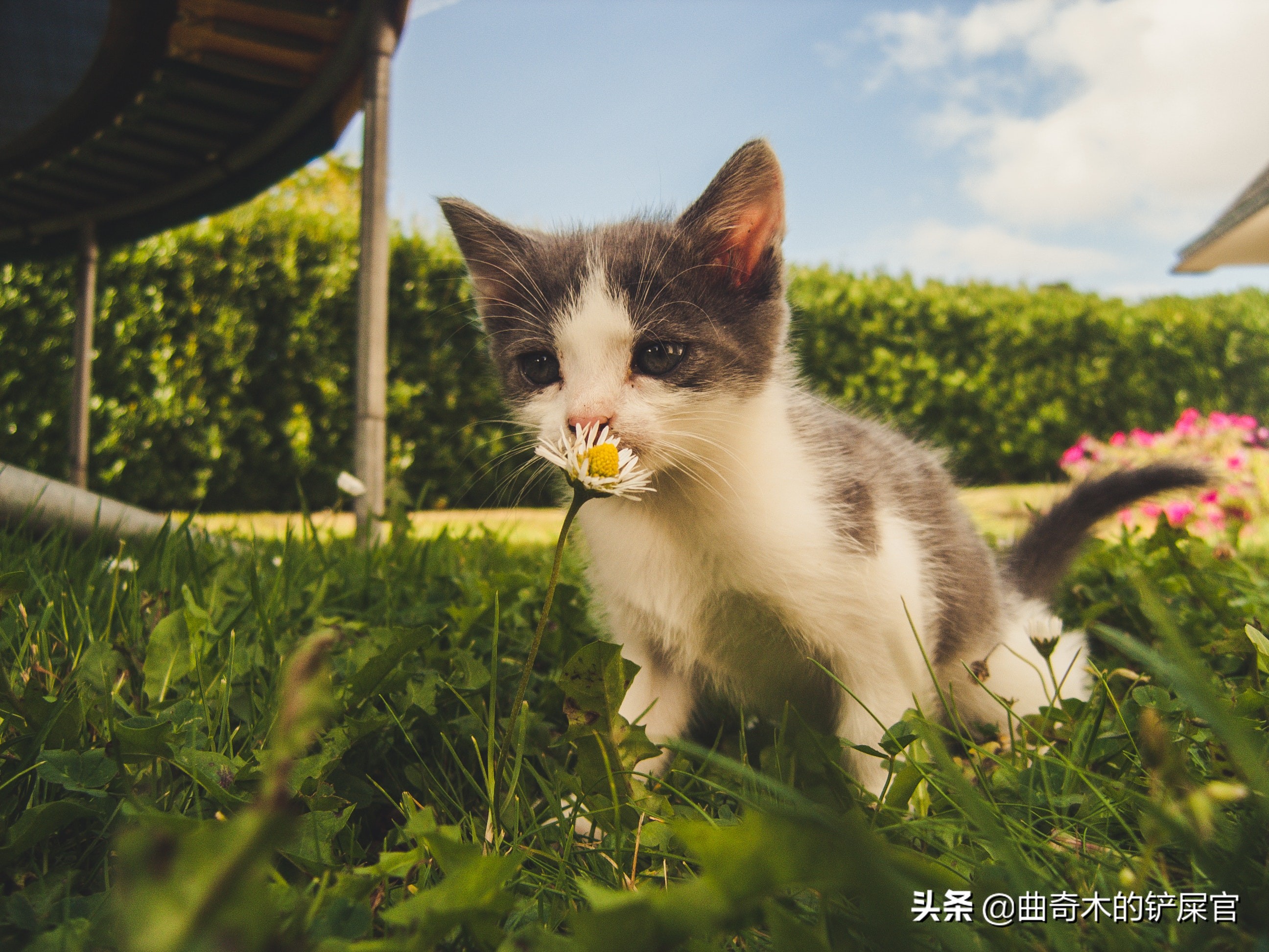 怎么教育猫才是最正确的方法,幼猫做错事情应该如何教育