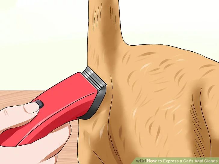 猫咪肛门腺需要治疗吗,猫咪肛门腺发炎症状