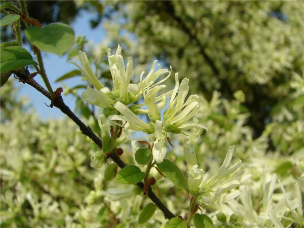 中药材石楠叶,中药材铁树叶