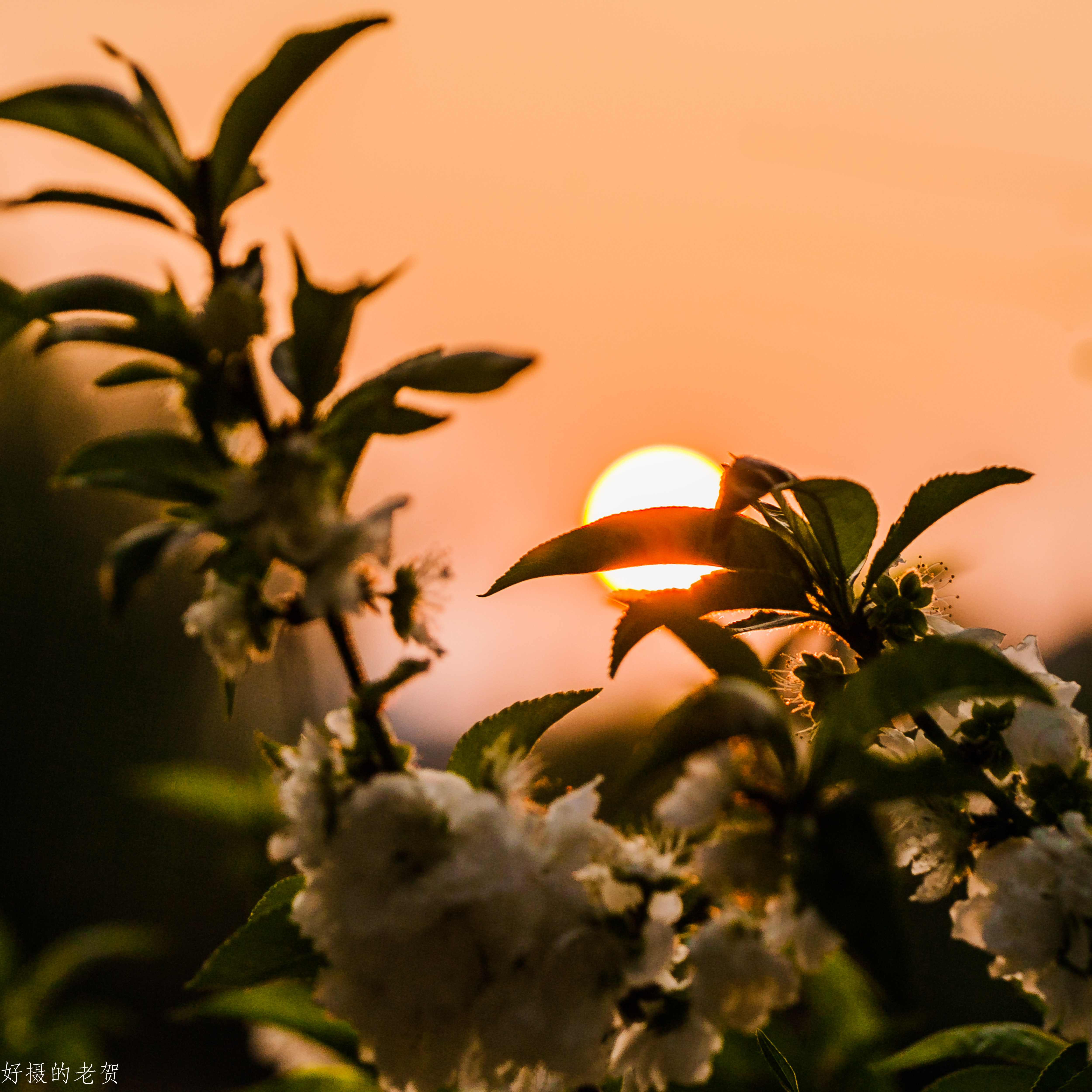 小小街头公园也有春天？疫情期间，它成为唯一舒缓心情的伊甸园