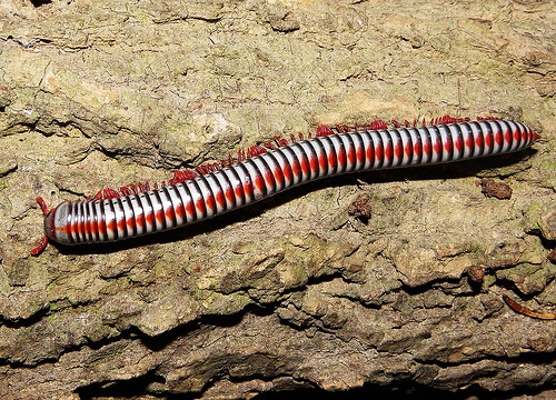 蚰蜒俗称钱串子千足虫,百足虫钱串子是蚰蜒吗