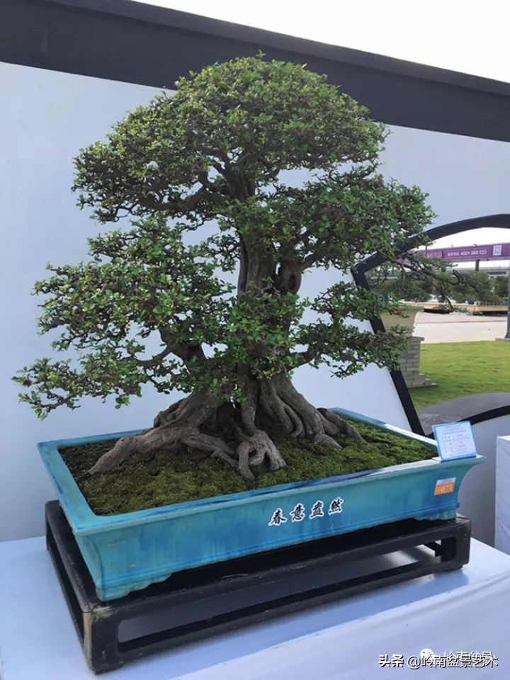 室内十大盆景名贵树种排名,十大盆景名贵树种排名火棘