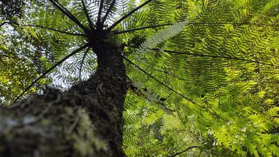 赤水大瀑布 侏罗纪公园 (世界唯一保留的侏罗纪原始公园)