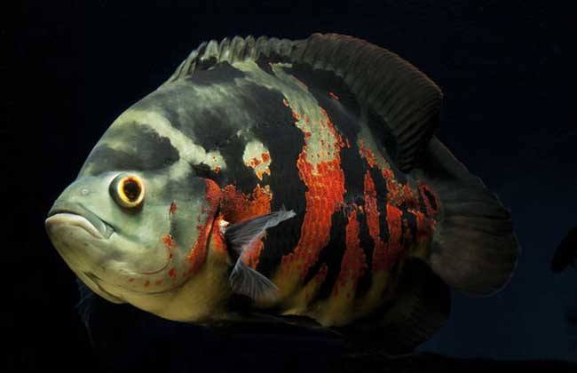 各个地图珍稀鱼,鱼百科大全图片