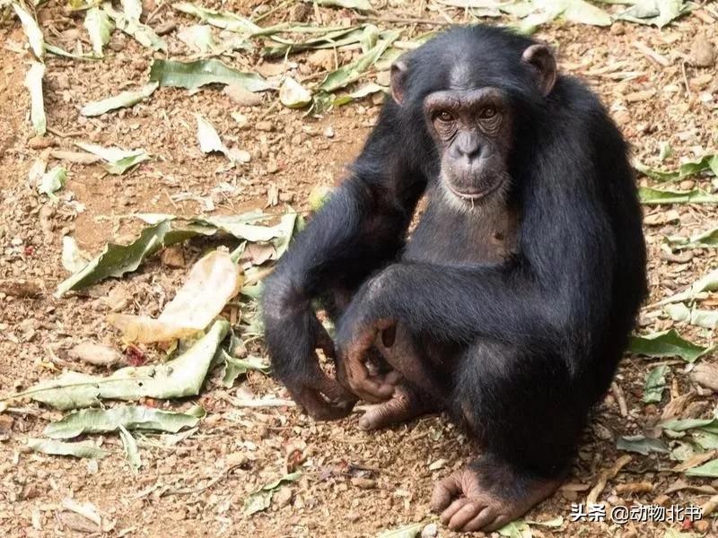 中国36个省份代表的动物,20种有代表性的动物