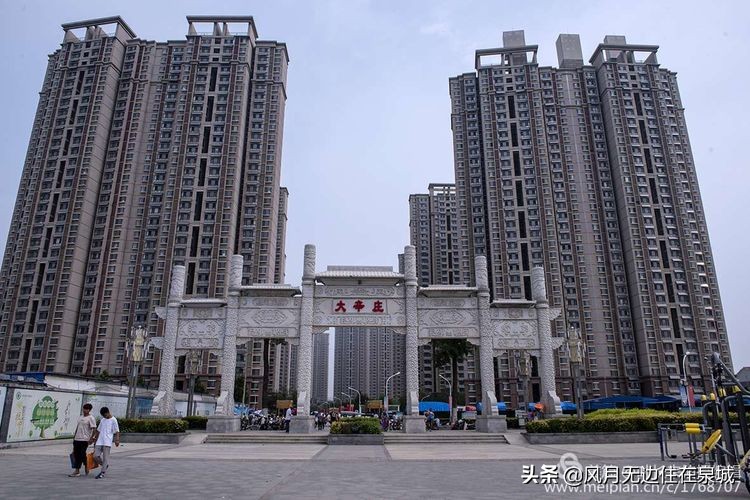 济南一颗梧桐树,济南的法国梧桐