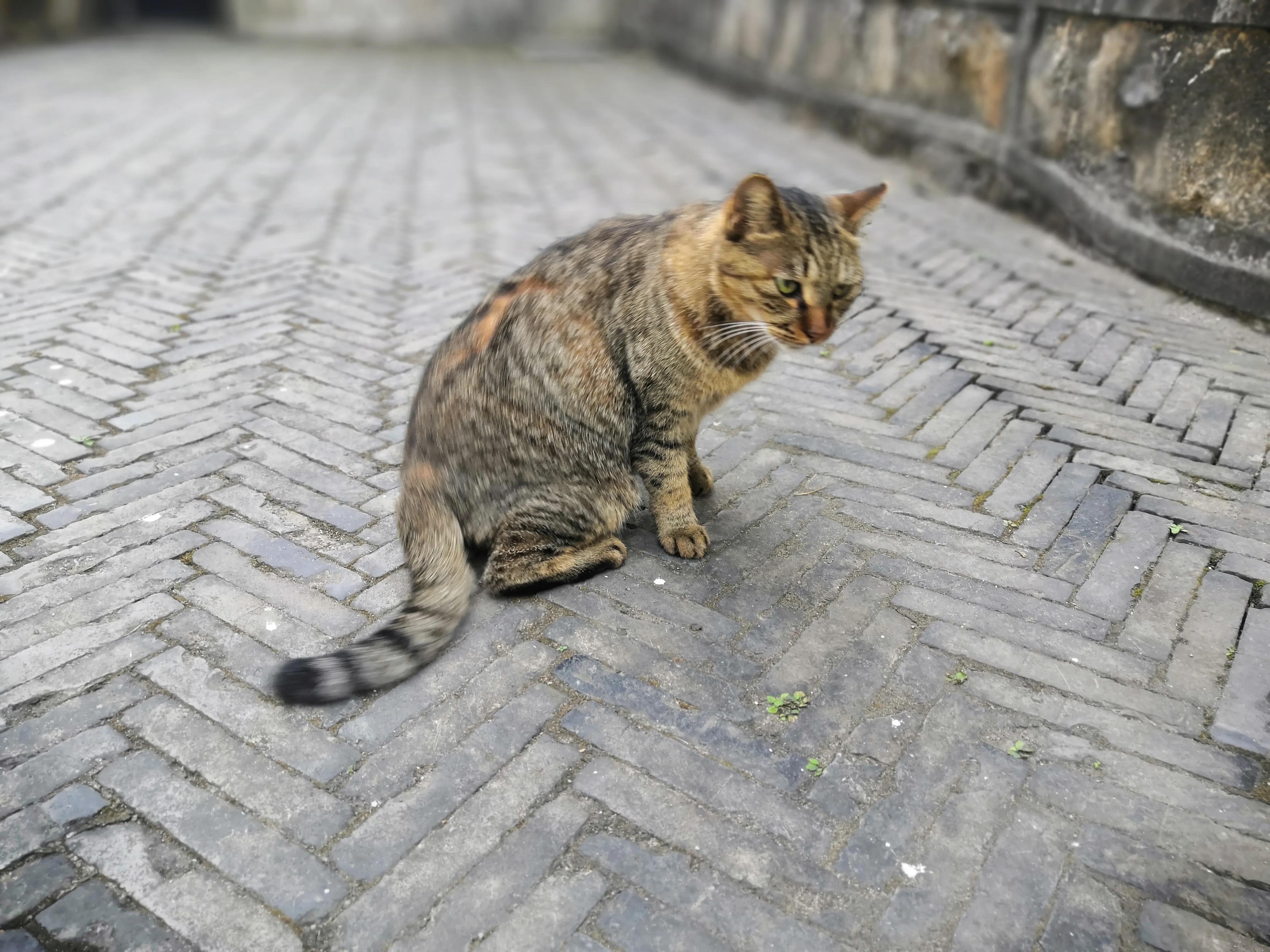苏州西园寺值得一去吗,苏州西园寺旅游攻略