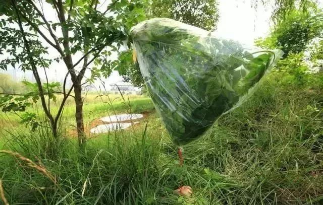 野外求生净化水的方法,野外生存取水的正确方法