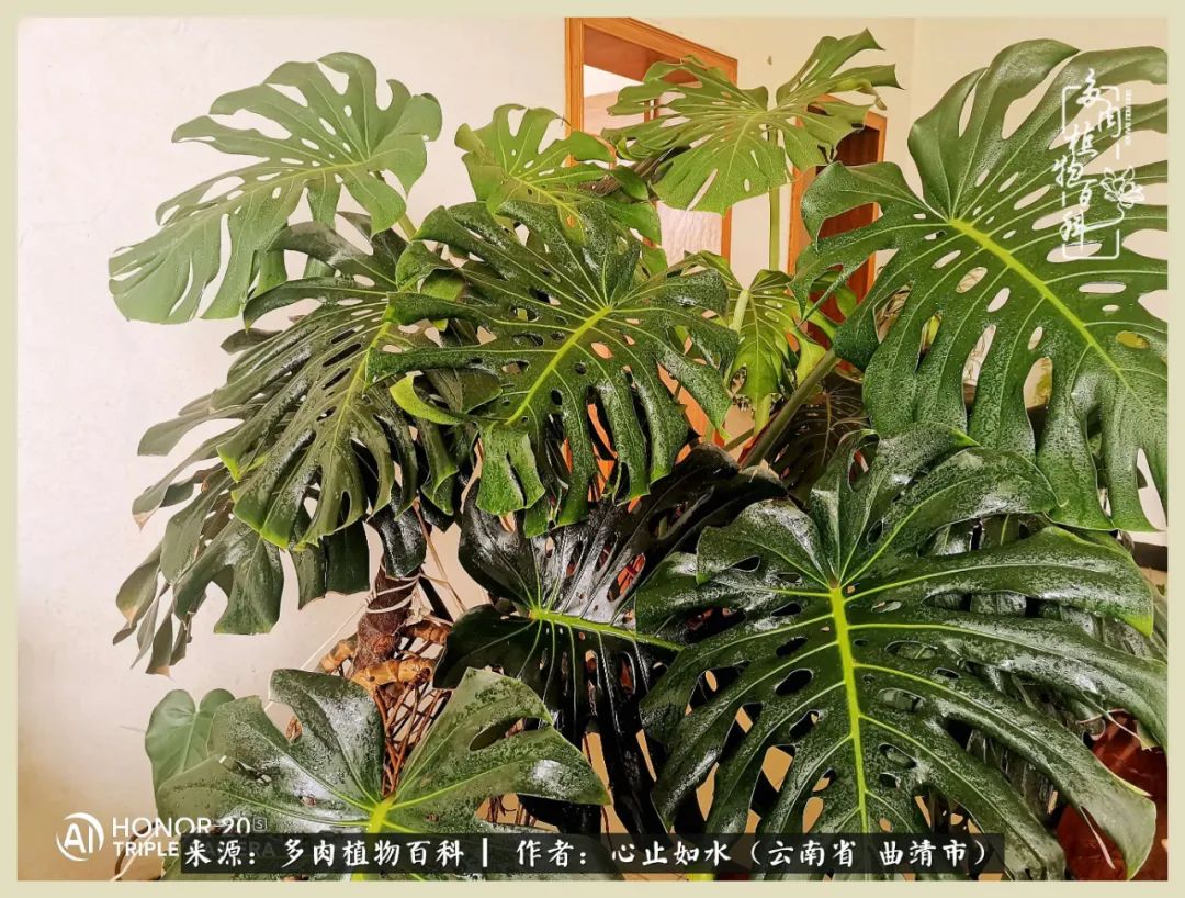 景德镇精品拇指多肉盆,轻奢多肉拇指盆3.5