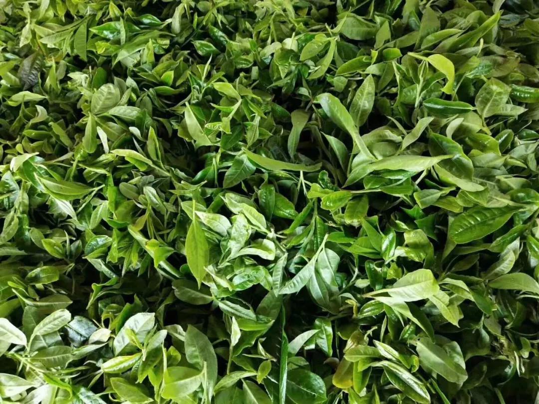 云南白毫银针茶,茶为什么甜