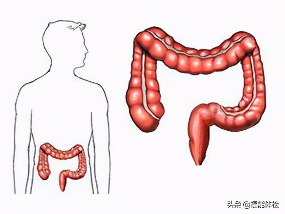 肠息肉切除后多久复查一次肠镜,肠息肉切除后多久复查一次