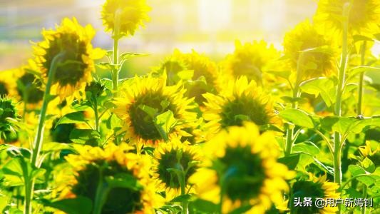 喜欢一个人得不到又放不下怎么办,喜欢她却得不到她