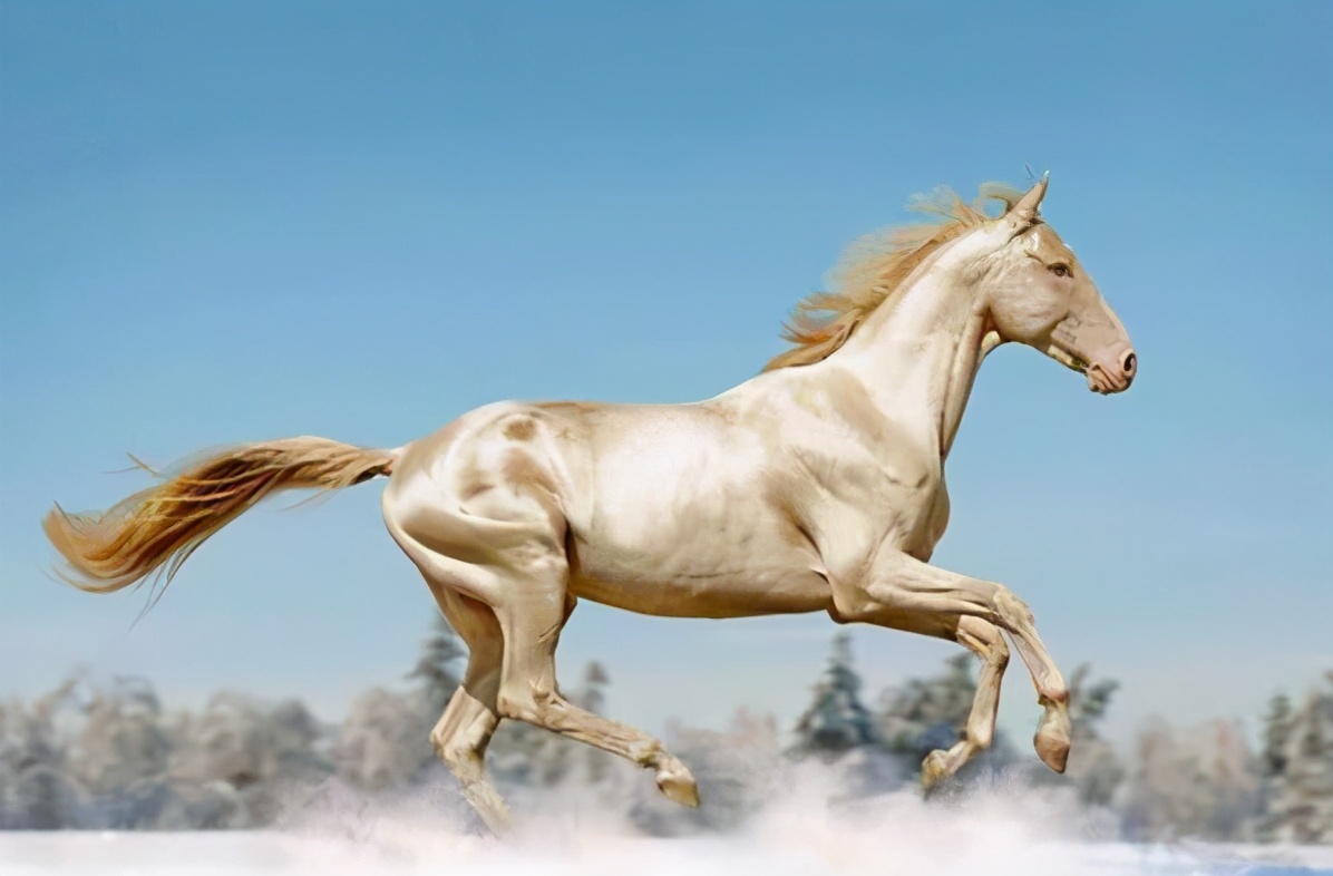 汗血宝马是土库曼斯坦国宝,汗血宝马是土库曼斯坦的国宝